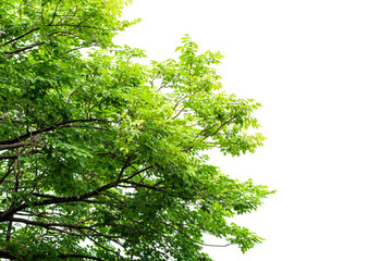 Branch and leaf on white background