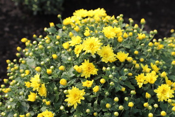 Obraz premium 秋の公園に咲く黄色い菊の花（西洋ぎく）