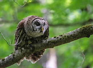 An adult Barred Owl sits on a limb watching for fish.