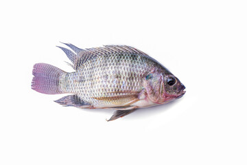 Fresh tilapia fish isolated on the white background