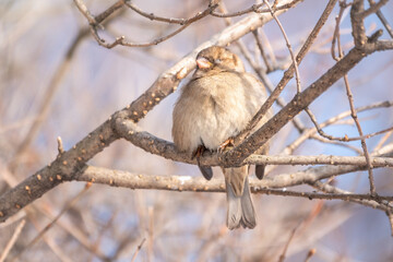 Sparrow sits on a branch without leaves with snow.