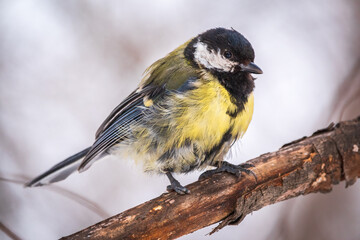 Fototapeta premium Tit with a damaged paw. Cute bird Great tit, songbird sitting on a branch without leaves in the autumn or winter.