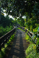 path in the park