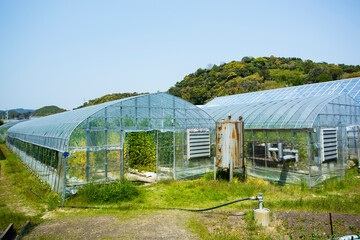 Fototapeta premium サヤエンドウのビニールハウス