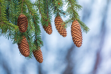 Green spruce branches with needles and cones in winter. Many cones on spruce.