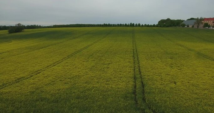 Rapefield With Tractor Wheel Patterns and Buildings in Background in Countryside South Sweden Sk&aring;ne, Tosterup &Ouml;sterlen, Aerial Medium Forward