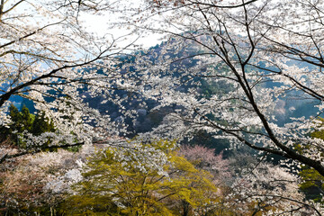 吉野山の桜