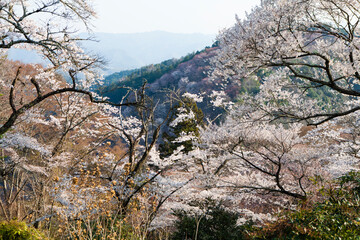 吉野山の桜