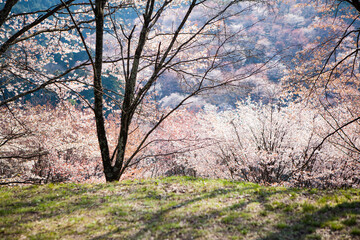 Fototapeta premium 吉野山の桜