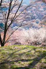 吉野山の桜