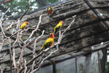 scarlet macaw pair grooming while perched on a branch of a tree