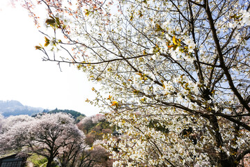 吉野山の桜