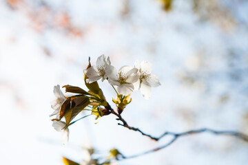 吉野山の桜
