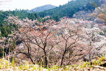 吉野山の桜