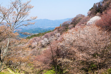 吉野山の桜