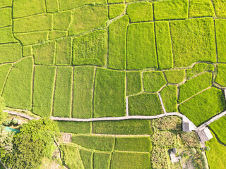 Beautiful Green rice fields From drones