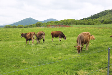 高原で草を食べる牛