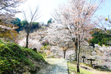 Obraz premium 吉野山の桜