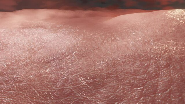Healthy human skin tissue, 3D Animation.