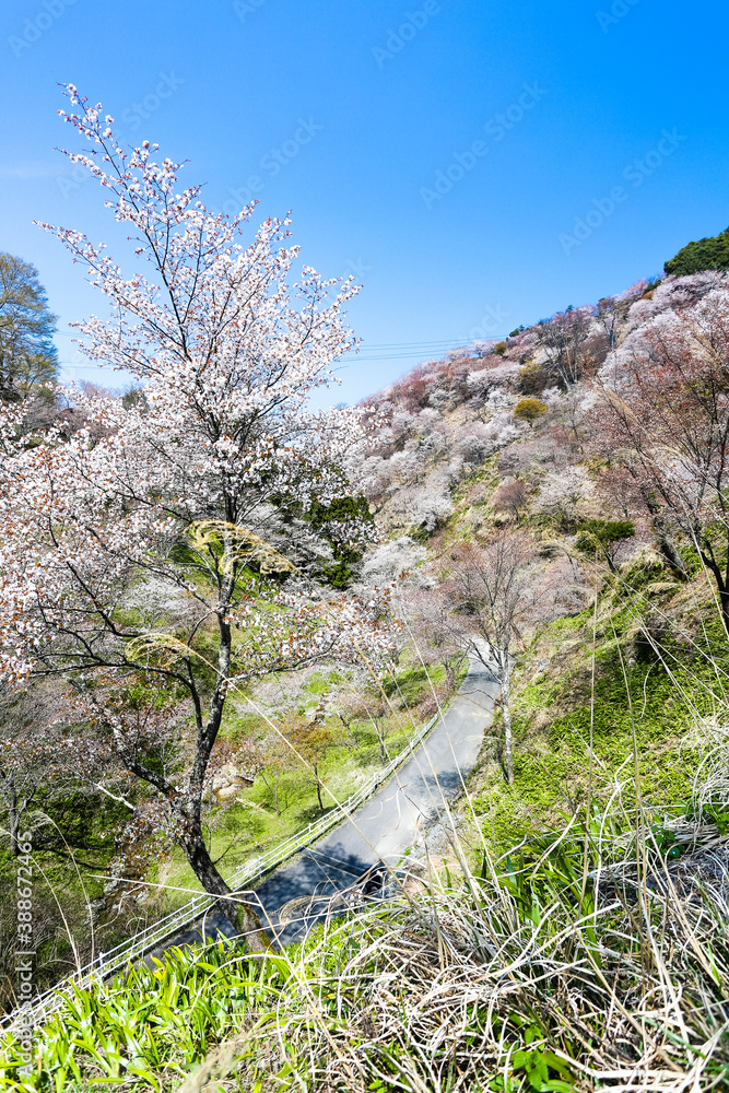 Sticker 吉野山の桜