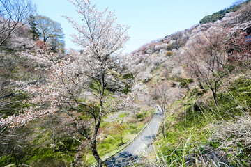 吉野山の桜