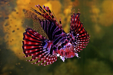 Obraz na płótnie Canvas A lionfish (Pterois volitans) is swimming gracefully.