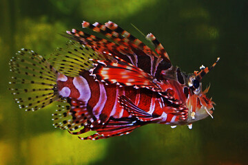 Fototapeta na wymiar A lionfish (Pterois volitans) is swimming gracefully.