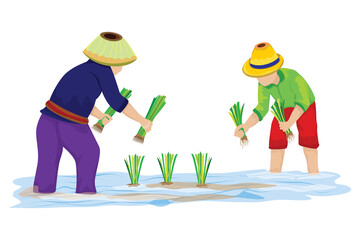farmer transplant rice seeding in paddy field vector design