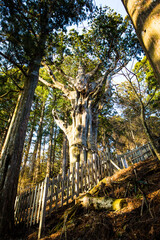 玉置神社の神代杉 © Paylessimages