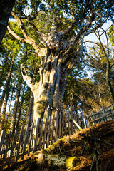 玉置神社の神代杉 © Paylessimages