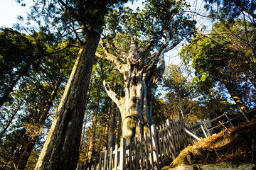 玉置神社の神代杉 © Paylessimages