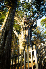 玉置神社の神代杉 © Paylessimages