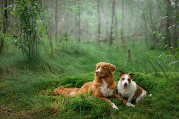 two dogs lies on emerald moss in the forest. Jack Russell Terrier and the Nova Scotia Duck Tolling...