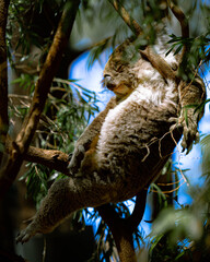 Sleeping Koala