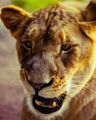 Growling Lioness