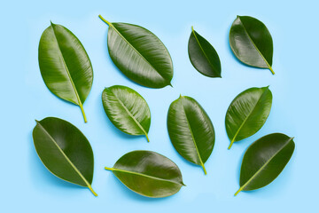 Naklejka premium Rubber plant leaves on blue background.