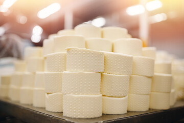 Fototapeta premium Dairy products factory, cheese ripening after primary processing