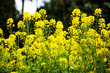 Fototapeta premium 菜の花畑