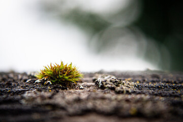 moss on the stone