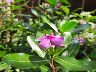 catharanthus roseus bloom in the garden after rain.rose periwinkle,Catharanthus roseus, commonly known as bright eyes.Madagascar or Periwinkle or Vinca flower, (Catharanthus roseus).sadabahar.