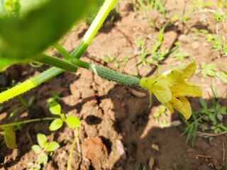 Flower of cucumber with small fruits. 
Yellow female flower of cucumber in field plant. Young plant cucumber with yellow flowers. Juicy fresh cucumber close-up  a background of leaves. Daylight. 