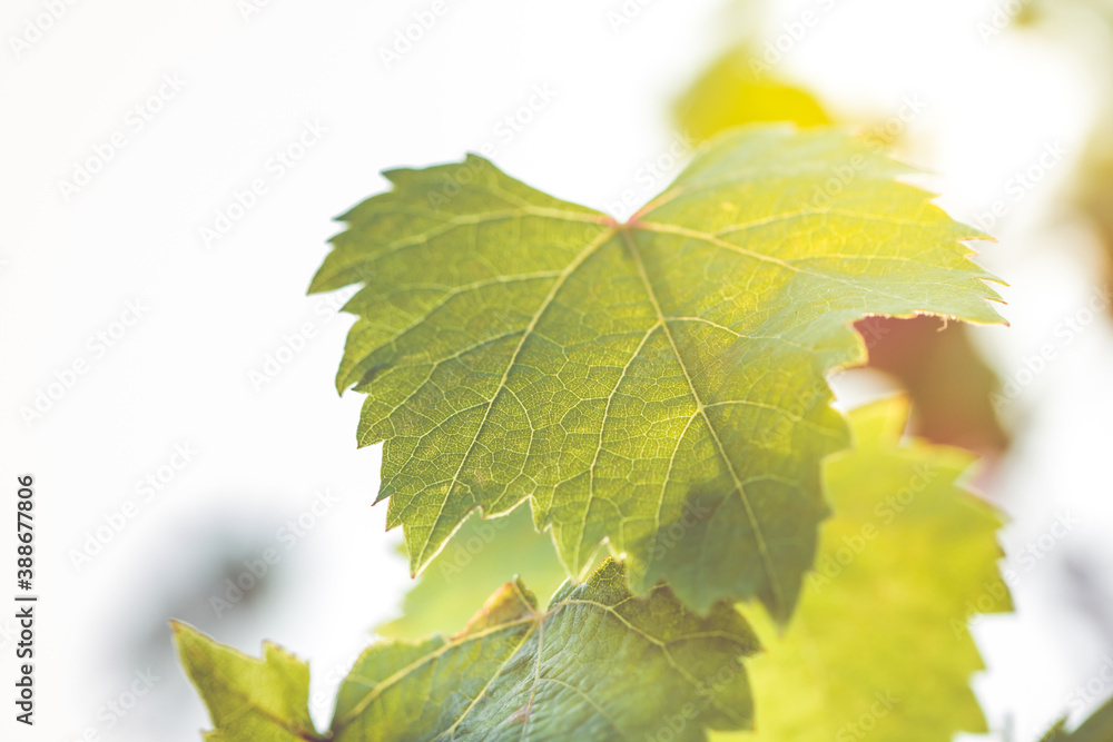 Poster environmental abstract background with grape leaves and light bokeh used as background