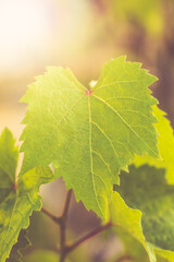 Environmental abstract background with grape leaves and light bokeh used as background