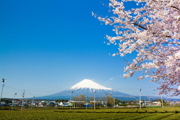 Fototapeta premium 富士市厚原から見た富士山と茶畑と桜