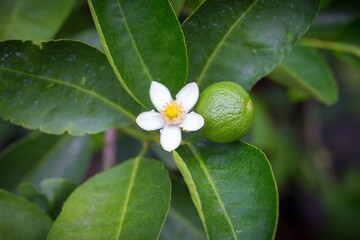 lime and white lime flowers, fresh and fragrant On the lime tree