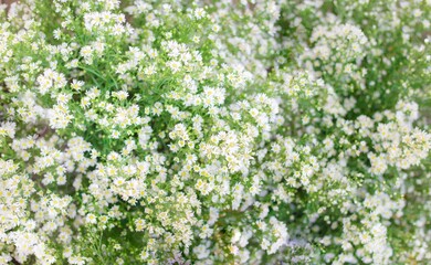Small white daisy flowers in blurred with green leave background.