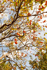 Kaki (persimmon) fruit on tree in Japan in autumn