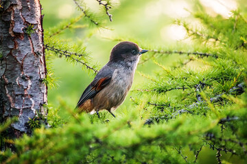 blackbird on a tree
