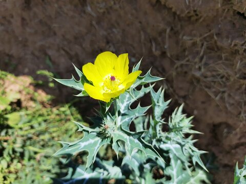 Argemone mexicana (Mexican poppy, Mexican prickly poppy, flowering thistle,cardo or cardosanto) is a species of poppy found in Mexico. It is also referred to as"kateli ka phool”in India. Yellow flower