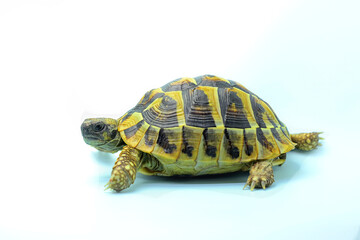 An Asian forest tortoise (Manouria emys) is moving slowly.